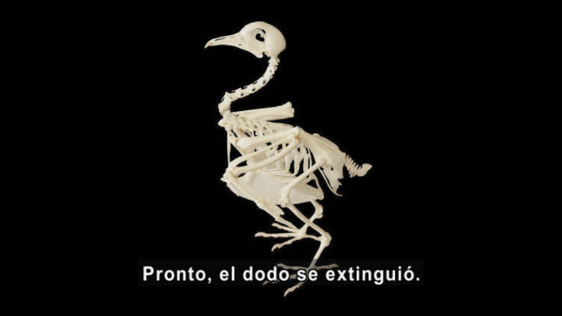 Skeleton of a bird. Spanish captions.