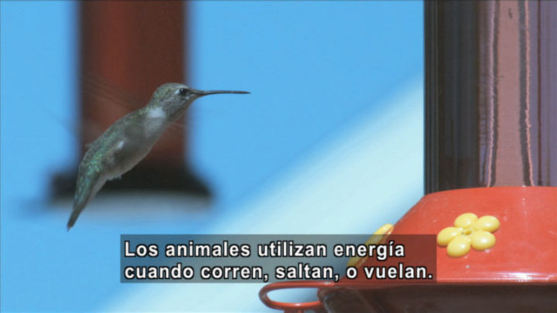 A hummingbird hovering near a feeder. Spanish captions.