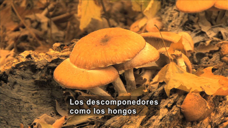 Closeup of a cluster of mushrooms. Fungi decomposer. Spanish captions.