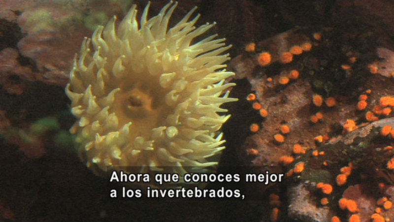 Sea anemone. Spanish captions.