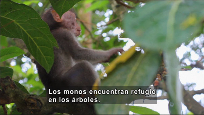Primate perched in a tree. Spanish captions.