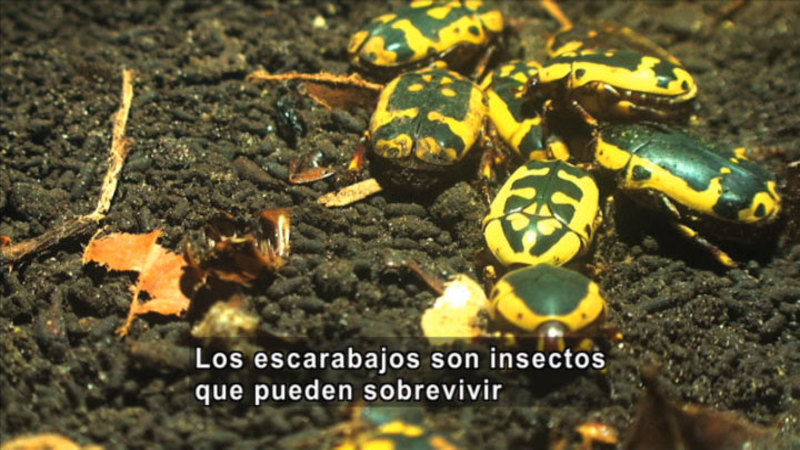 Yellow insects with black markings on their back in the dirt. Spanish captions.