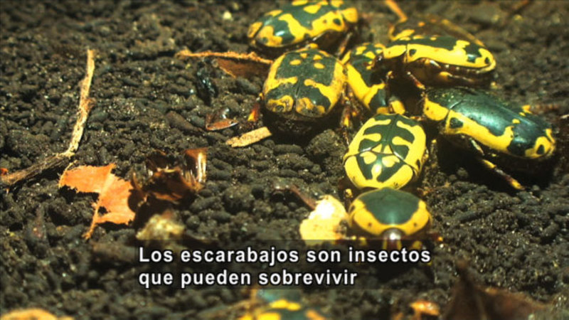 Still image from Science Video Vocab: Insect (Spanish)