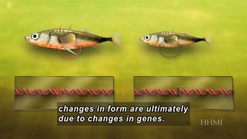 Two almost identical fish. One is larger and has an extra fin on the bottom of its body. Below each fish is a strand of DNA with the same section highlighted. Caption: changes in form are ultimately due to changes in genes.