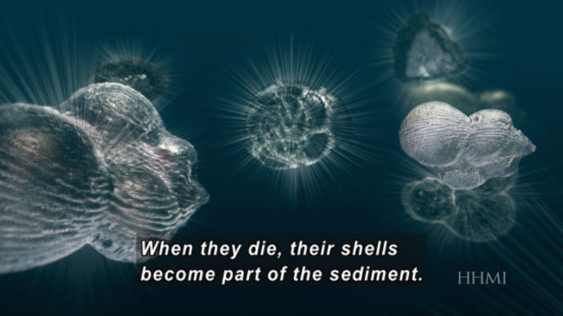 Illustration of globular organisms with fine hairs projecting from their body. Caption: When they die, their shells become part of the sediment.