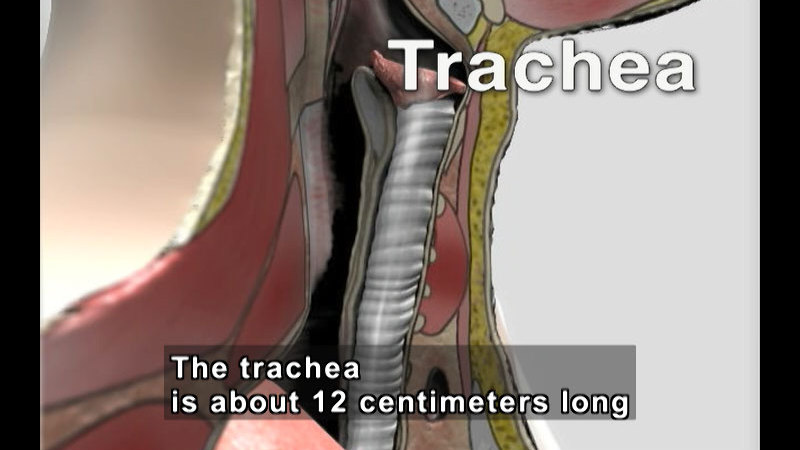 Illustration of the upper respiratory system. A tube extending from the top of the throat down into the chest is labeled as the trachea. Caption: The trachea is about 12 centimeters long
