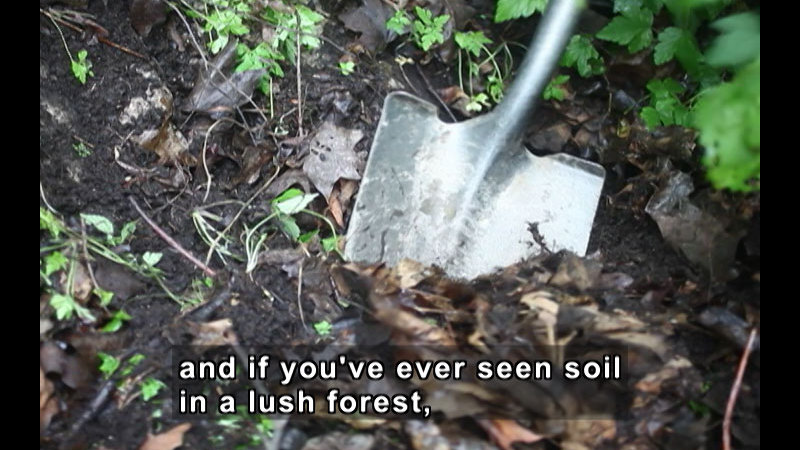 Shovel partially sunk into dark brown soil. Caption: and if you've ever seen soil in a lush forest,