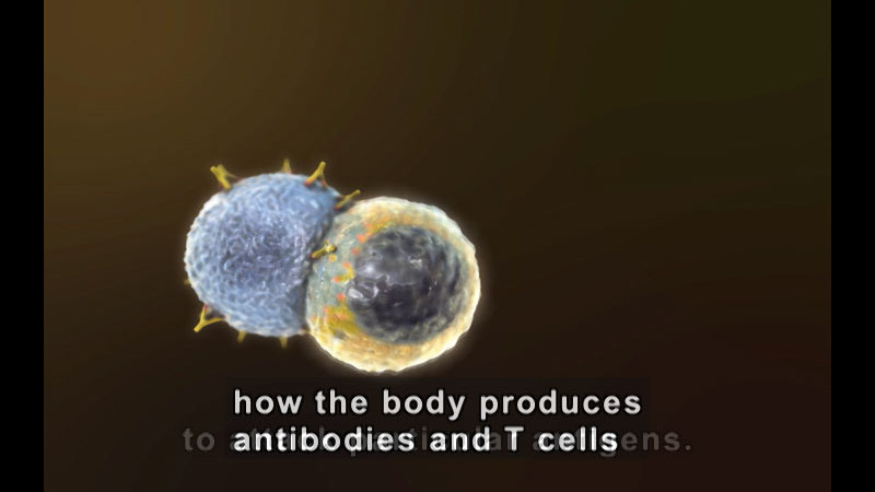 Illustration of two cells, one with spiky structures being overtaken by the other. Caption: how the body produces antibodies and T cells
