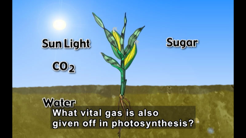 Still image from Photosynthesis
