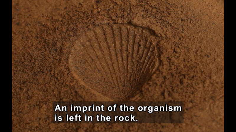 A close up of an imprint in the shape of a shell left in the rock. Caption: An imprint of the organism is left in the rock.