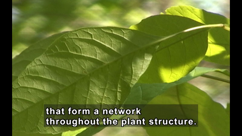 Closeup of vibrant green leaves. Caption: that form a network throughout the plant structure.