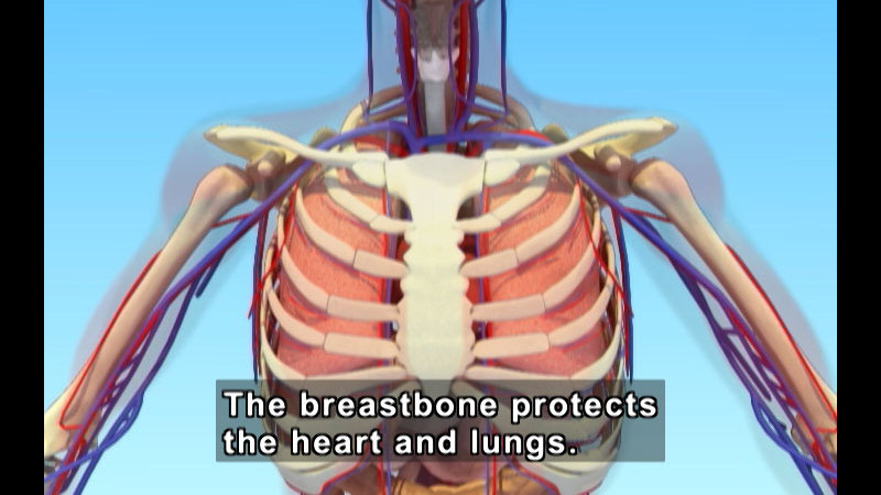 Diagram of the upper body of a human exposing the skeleton, circulatory system, and lungs. Caption: The breastbone protects the heart and lungs.