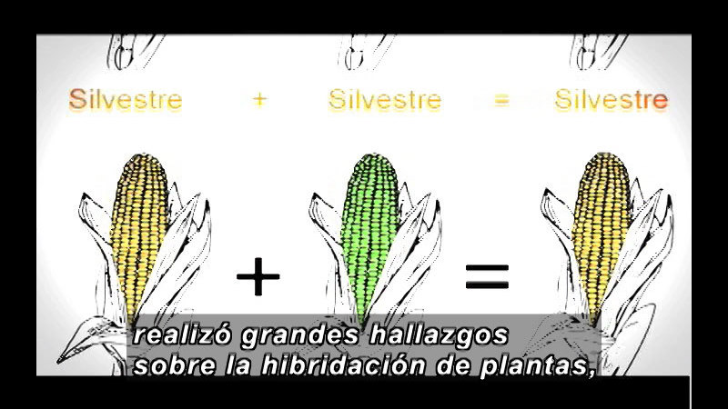Ear of yellow corn combined with an ear of green corn produces an ear of yellow corn. Spanish captions.