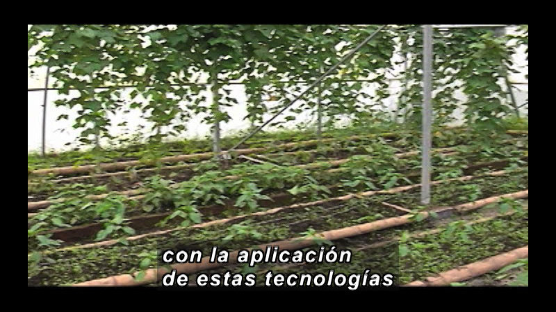 Rows of plants being grown in a greenhouse. Spanish captions.