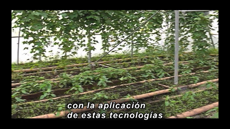 Still image from Science And Technology - Biotechnology Part 2 (Spanish)