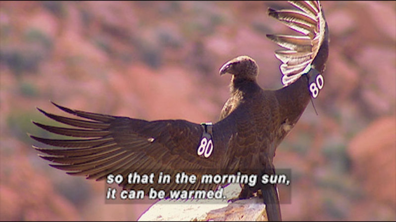 A large bird with wings spread and a tag on each wing that has "80" printed on it. Caption: so that in the morning sun, it can be warmed.
