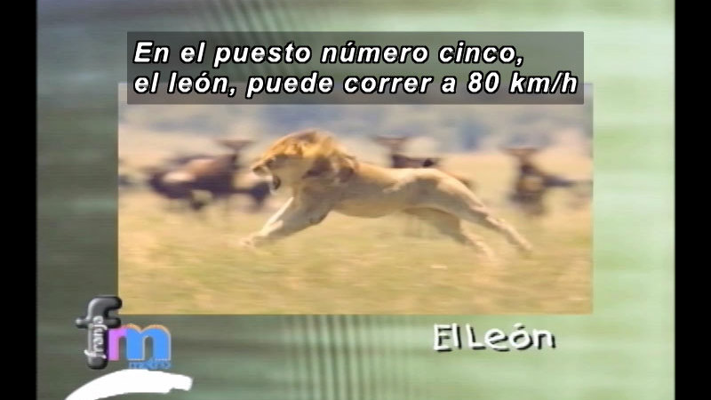 Lion running with prey in the background. Spanish captions.