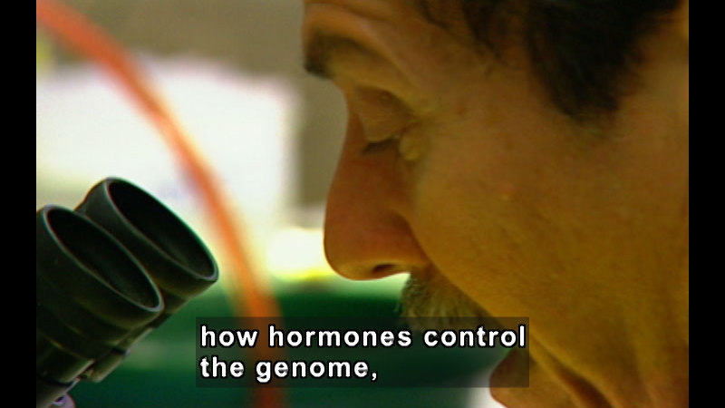 Person about to look into the eye pieces of a microscope. Caption: how hormones control the genome,