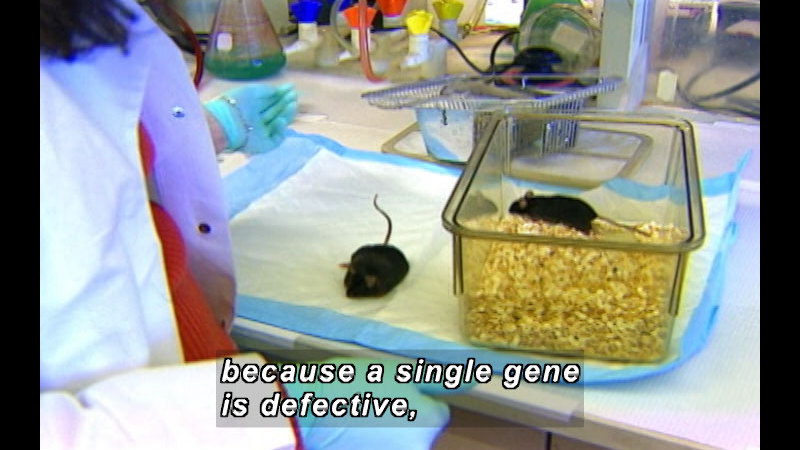 Person in gloves and a lab coat handles two mice. One is noticeably heavy. Caption: because a single gene is defective,