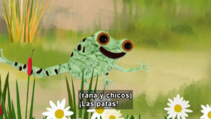 An illustrated frog with rushes and daisies. Spanish captions.
