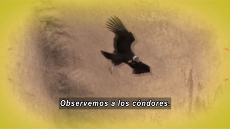 A condor in flight. Spanish captions.