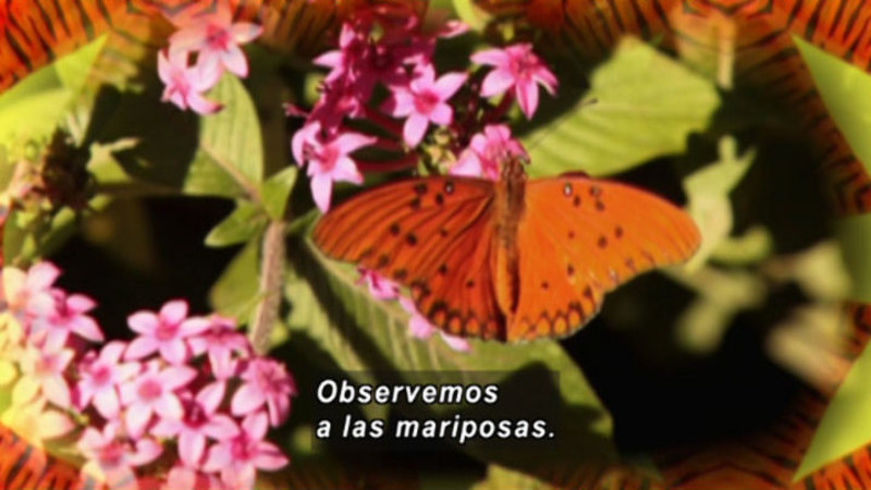 Butterfly on pink flowers with green foliage. Spanish captions.