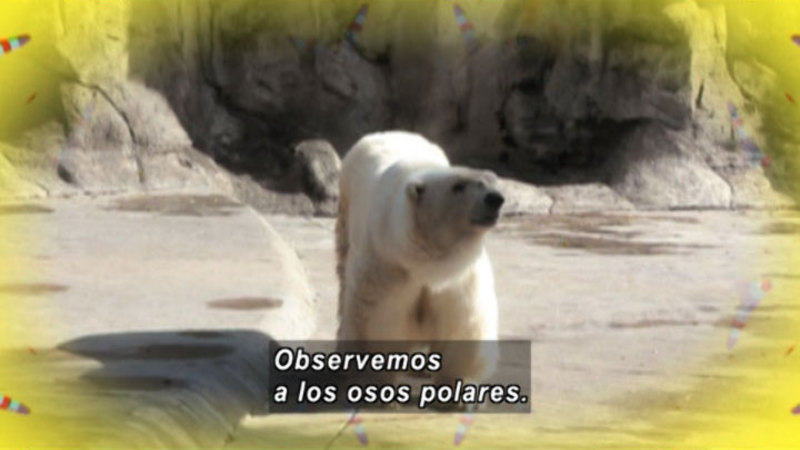 A polar bear in a zoo setting. Spanish captions.