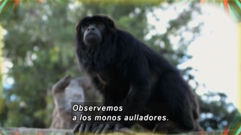 A dark brown monkey. Spanish captions.
