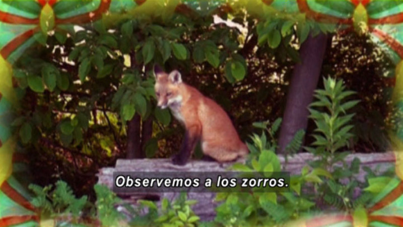 A fox sitting on a log. Spanish captions.