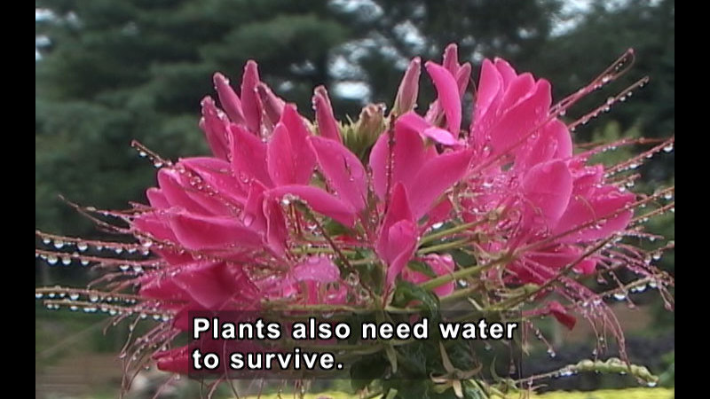 Closeup of pink flowers with water dripping from them. Caption: Plants also need water to survive.