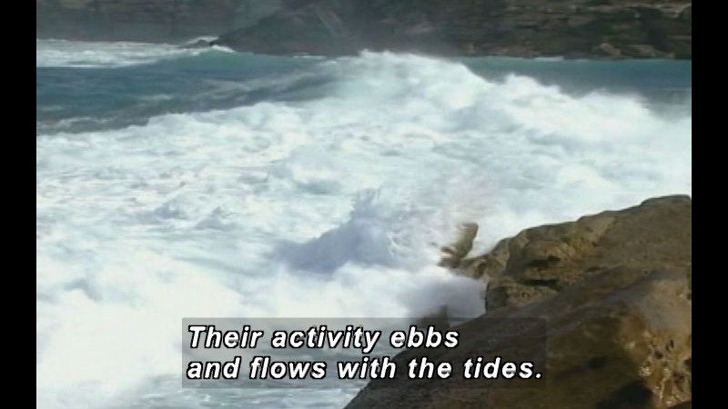 White foaming waves crash on a rocky shore. Caption: Their activity ebbs and flows with the tides.