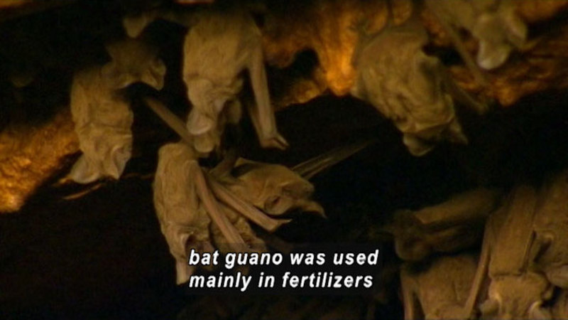 Bats hanging upside down from the roof of a cave. Caption: bat guano was used mainly in fertilizers.