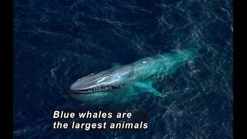 A blue whale in the water, from above. Caption: Blue whales are the largest animals