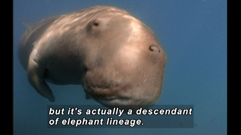 Dugong face with the body visible behind it. Caption: but it's actually a descendant of elephant lineage.