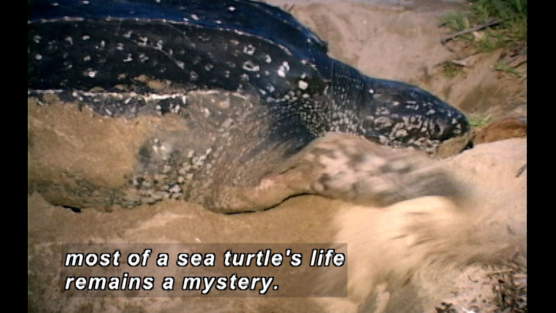 A sea turtle in the sand. Caption: most of a sea turtle's life remains a mystery.