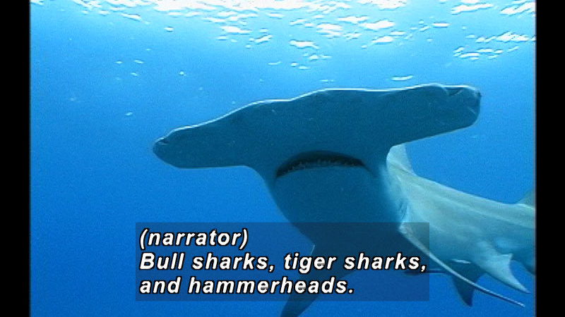 A hammerhead shark, seen from below. Caption: (narrator) Bull sharks, tiger sharks, and hammerheads.