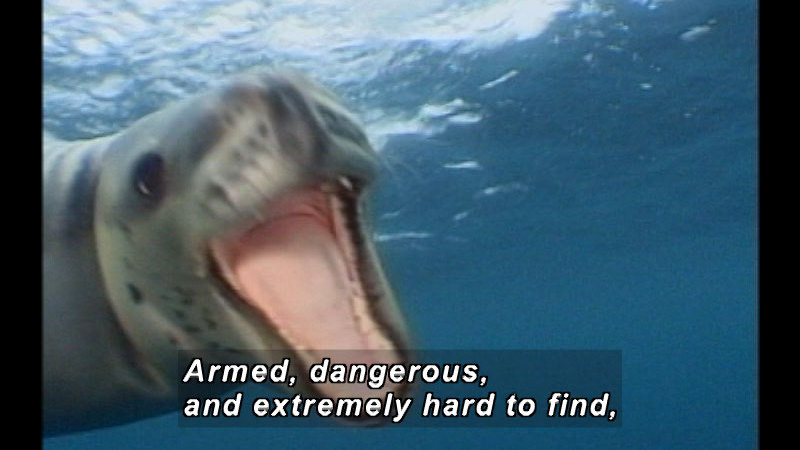 A leopard seal with its mouth open. Caption: Armed, dangerous, and extremely hard to find,