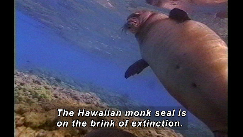A Hawaiian monk seal as seen from below. Caption: The Hawaiian monk seal is on the brink of extinction.