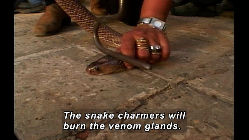 Person holding the head of a snake on the ground with a metal rod and holding the snake just behind the head with their hand. Caption: The snake charmers will burn the venom glands.