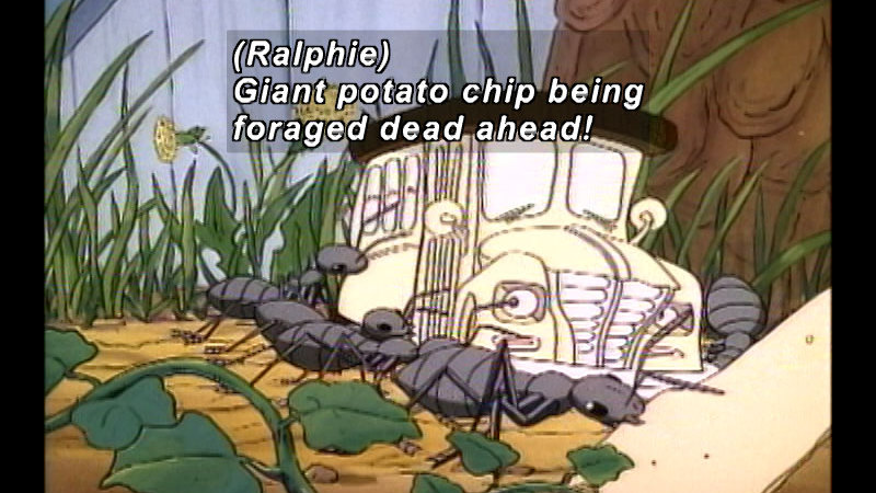 Magic school bus in miniature size in a pack of ants on the ground. Caption: (Ralphie) Giant potato chip being foraged dead ahead!