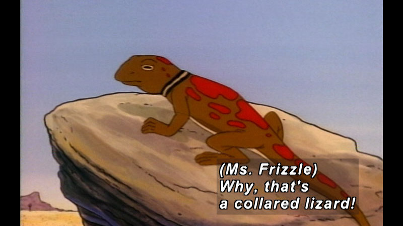 Brown lizard with red spots wearing a collar, standing on a rock. Caption: (Ms. Frizzle) Why, that's a collared lizard!