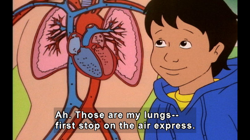 Cartoon of a person looking at a diagram of the cardiovascular system of a human. Caption: Ah. Those are my lungs -- first stop on the air express.