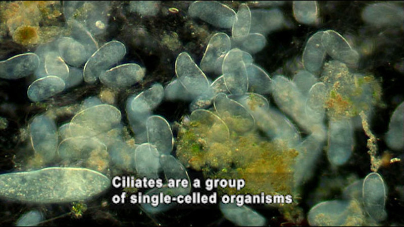 Microscopic view of oval shaped organisms. Caption: Ciliates are a group of single-celled organisms