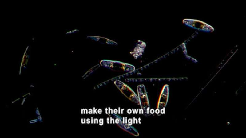Microscopic view of oval and tubular organisms. Caption: make their own food using the light