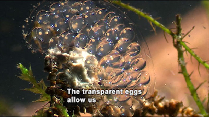 Closeup view of a clear, jelly-like egg cluster underwater. Caption: The transparent eggs allow us