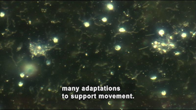 Points of light against a dark, textured background. Caption: many adaptations to support movement.