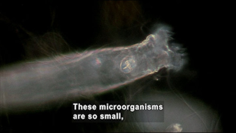 Microscopic view of an oval shaped organism with a mouth-like opening at one narrow end. Caption: These microorganisms are so small,