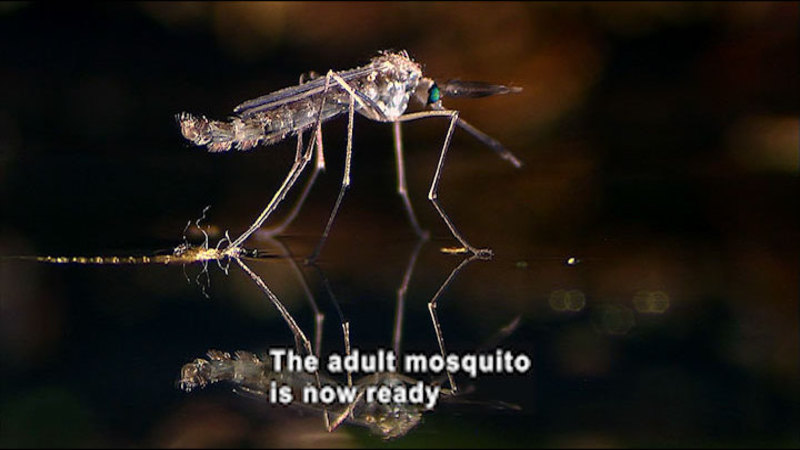 Closeup view of a mosquito. Caption: The adult mosquito is now ready