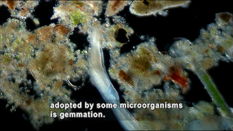Microscopic view of tubular organisms with background debris. Caption: adopted by some microorganisms is gemmation.