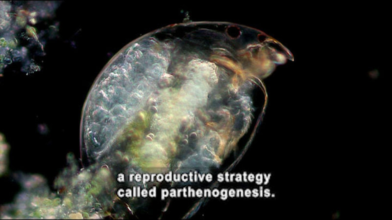 Microscopic view of a transparent roundish organism with a visible face and legs. Caption: a reproductive strategy called parthenogenesis.